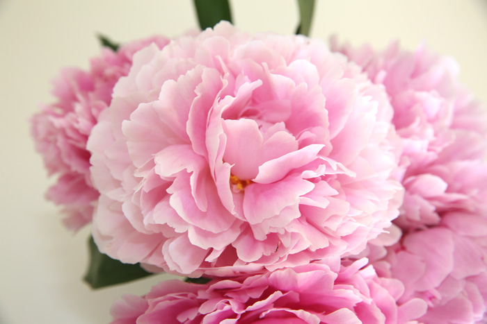 Nguồn gốc cái tên PEVONIA 